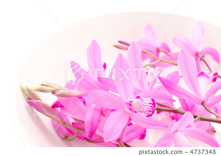 在板材的紫色蘭花 4737348