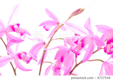 紫色蘭花花的佈置 4737349