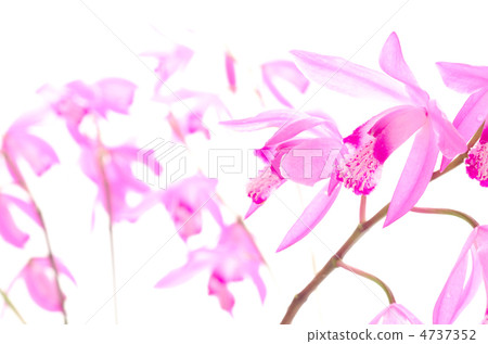 紫色蘭花花的佈置 4737352