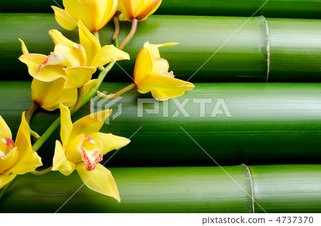 Yellow cymbidium flowers with bamboo back 4737370