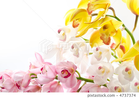 三色大花蕙蘭花 4737374