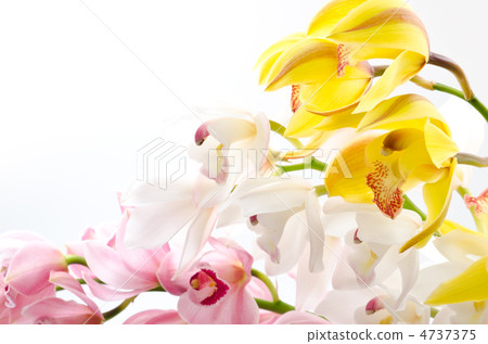 三色大花蕙蘭花 4737375