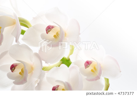 白色蘭花花特寫鏡頭 4737377