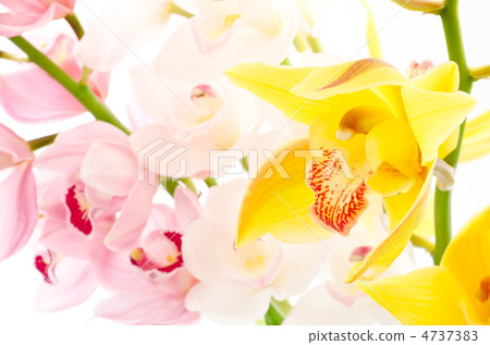 Three color cymbidium flowers 4737383