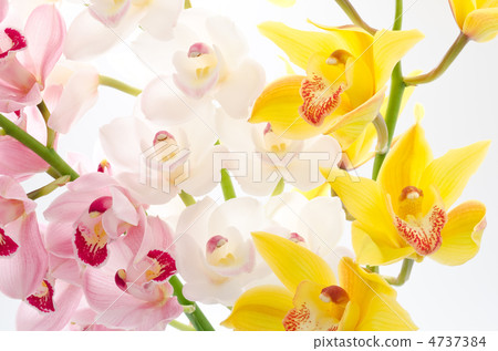 Three color cymbidium flowers 4737384
