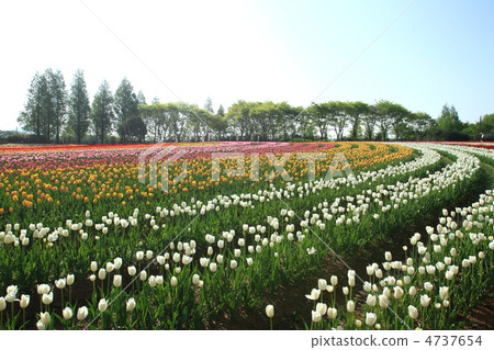 色拉高地農場8 色拉高地農場8 4737654