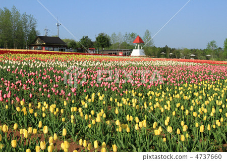 色拉高地農場2 4737660