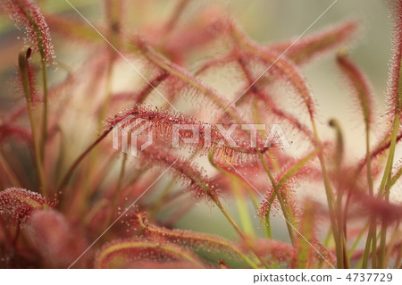 非洲娜迦Bursen 非洲娜迦Bursen 4737729