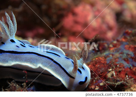 Misole Umizushi 4737736