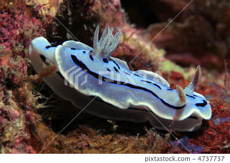 Misole Umizushi 4737737