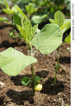 Edamame Edamame 4737747