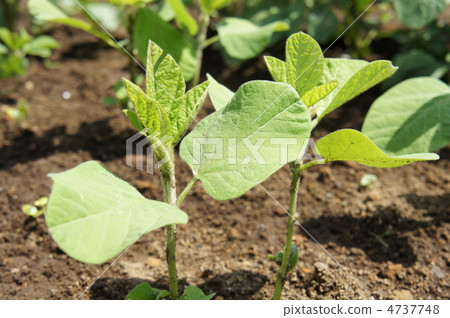 毛豆 毛豆 4737748