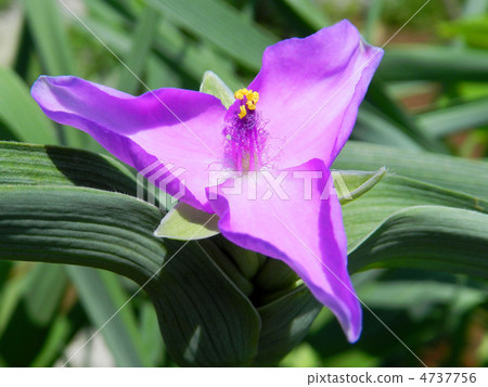 Murasakiyukusa（紫灰） 4737756