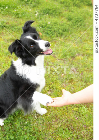 遞你的手邊境牧羊犬 4737764