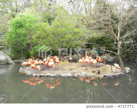 Flamingo flamingos Flamingo flamingos 4737771