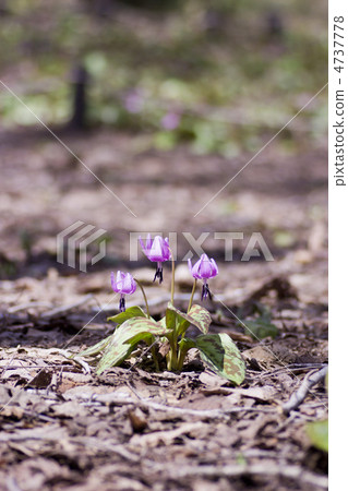 Flower of three rings blooming in dead leaves 4737778