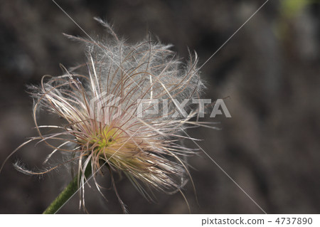 Okinagusa Okinagusa 4737890