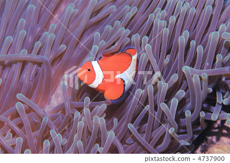 Clown anemonefish 4737900