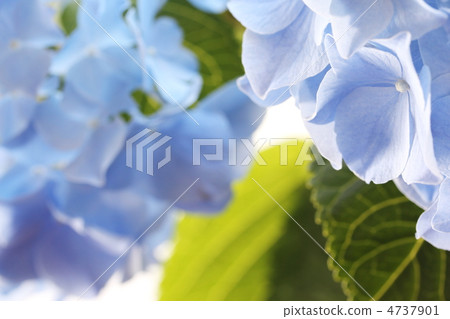 Hydrangea 4737901