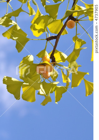 Ginkgo fruit 4737905