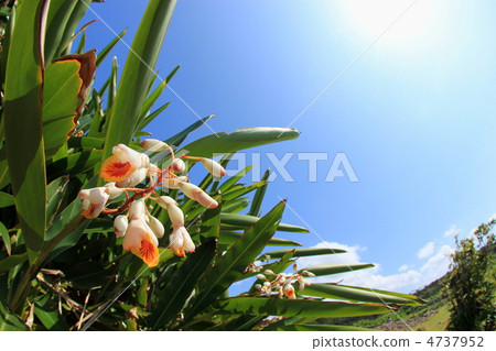 Ghetto Ghetto 4737952