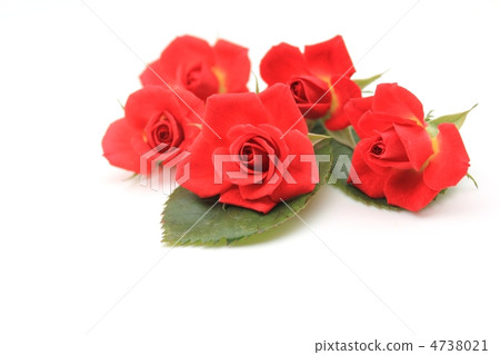 red mini rose 4738021