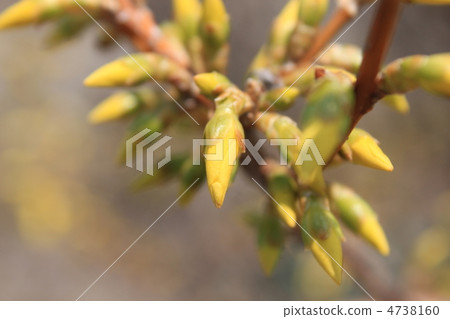 Bud of Forsythia 4738160