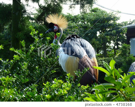 White-crowned crane 4738168