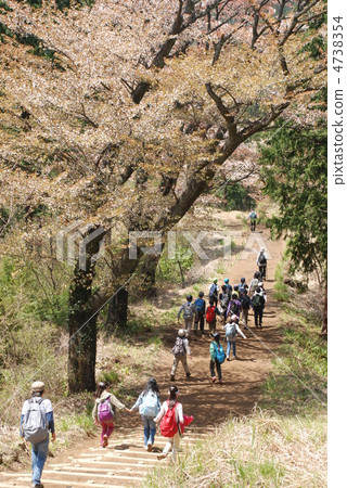 Spring of Mt. Takao Spring of Mt. Takao 4738354