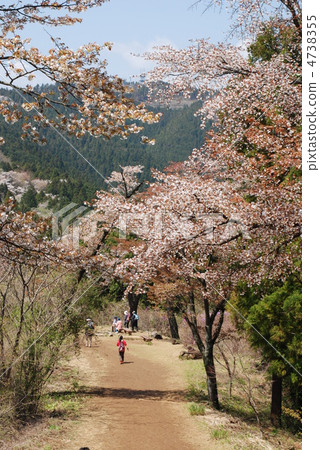 Sakura of Mt. Takao Sakura of Mt. Takao 4738355