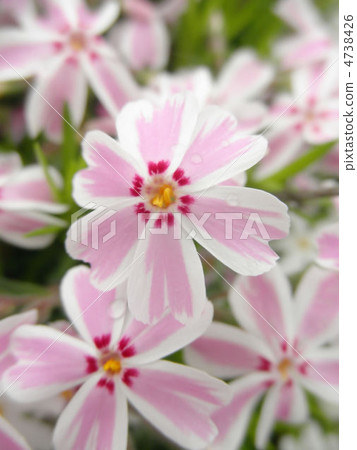 Shiba Sakura flower language: Pho Pho x subulata 4738426
