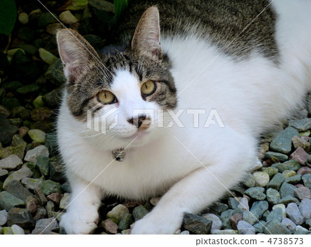 Cat's Tiger Cat's Tiger 4738573