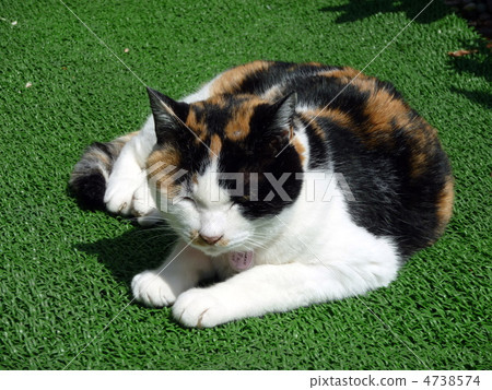 Cat's Chibi-chan Cat's Chibi-chan 4738574