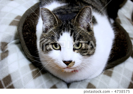 Cat's Tiger Cat's Tiger 4738575