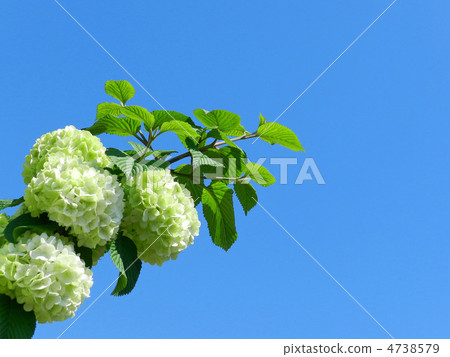 Odemari（大手） 4738579