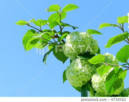 Odemari (big hand) 4738582