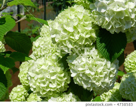 Odemari (big hand) Odemari (big hand) 4738583