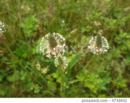 野草 4738642