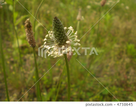 野草 4738645