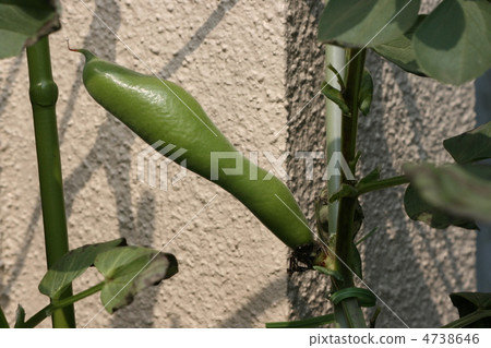 Home garden Home garden 4738646