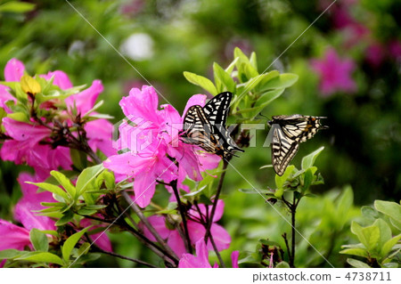 Azalei & butterflies Azalei & butterflies 4738711