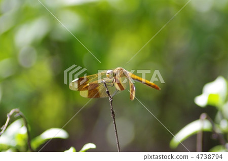 蜻蜓 蜻蜓 4738794