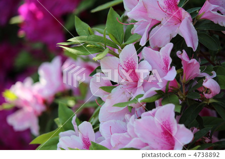 映山紅 映山紅 4738892