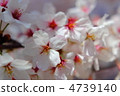 Cherry blossom 4739140