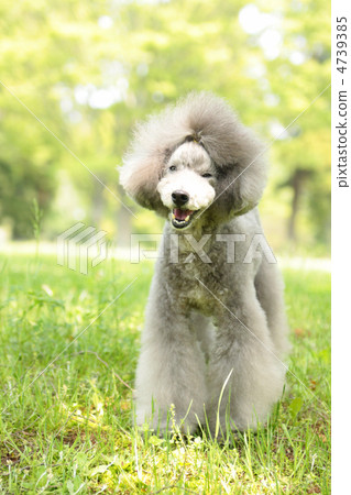 Poodle stands in fresh green 4739385