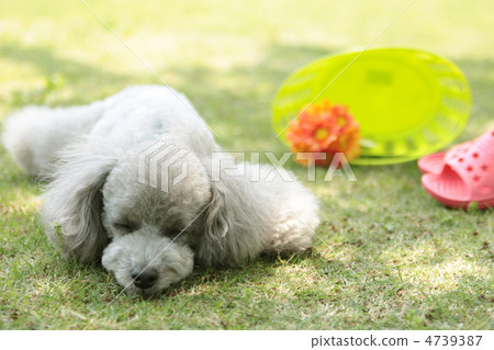 Pardle tired to help you 4739387