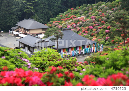 鹽船Kannon和杜鵑花 4739523