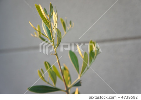 Olive Olive 4739592