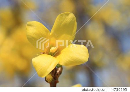 Forsythia 4739595