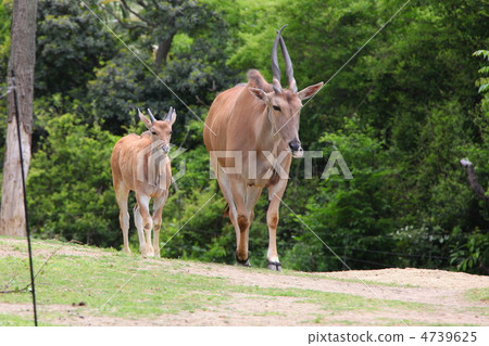 Elder's parent and child Elder's parent and child 4739625